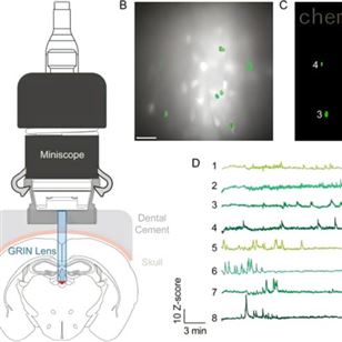 Miniscope微型單色深腦顯微鏡系統(tǒng)